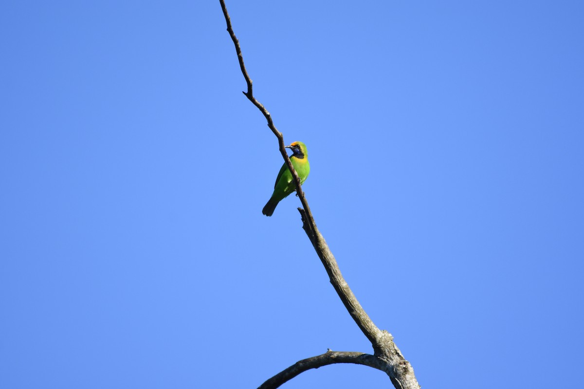 Золотолобая листовка - ML646334730