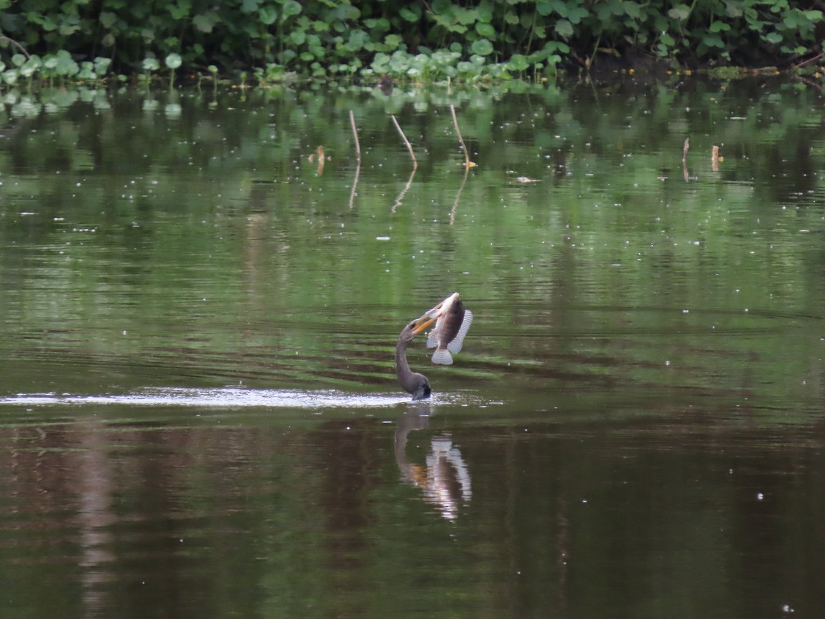 Американская змеешейка - ML646334731