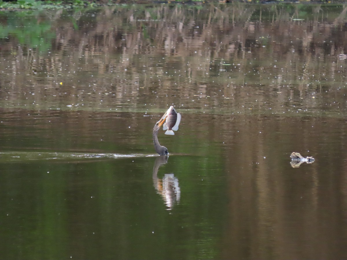 Американская змеешейка - ML646334732