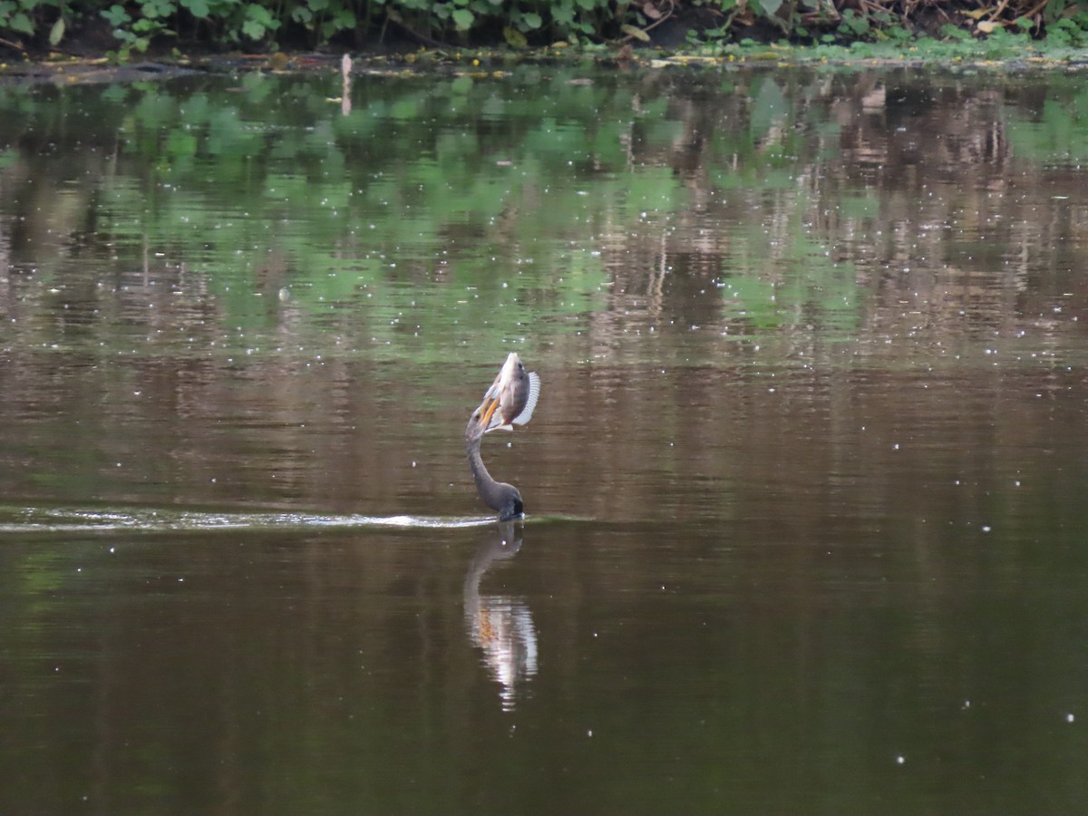 Американская змеешейка - ML646334733