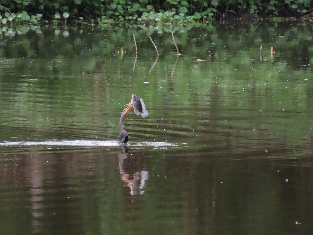 Американская змеешейка - ML646334734