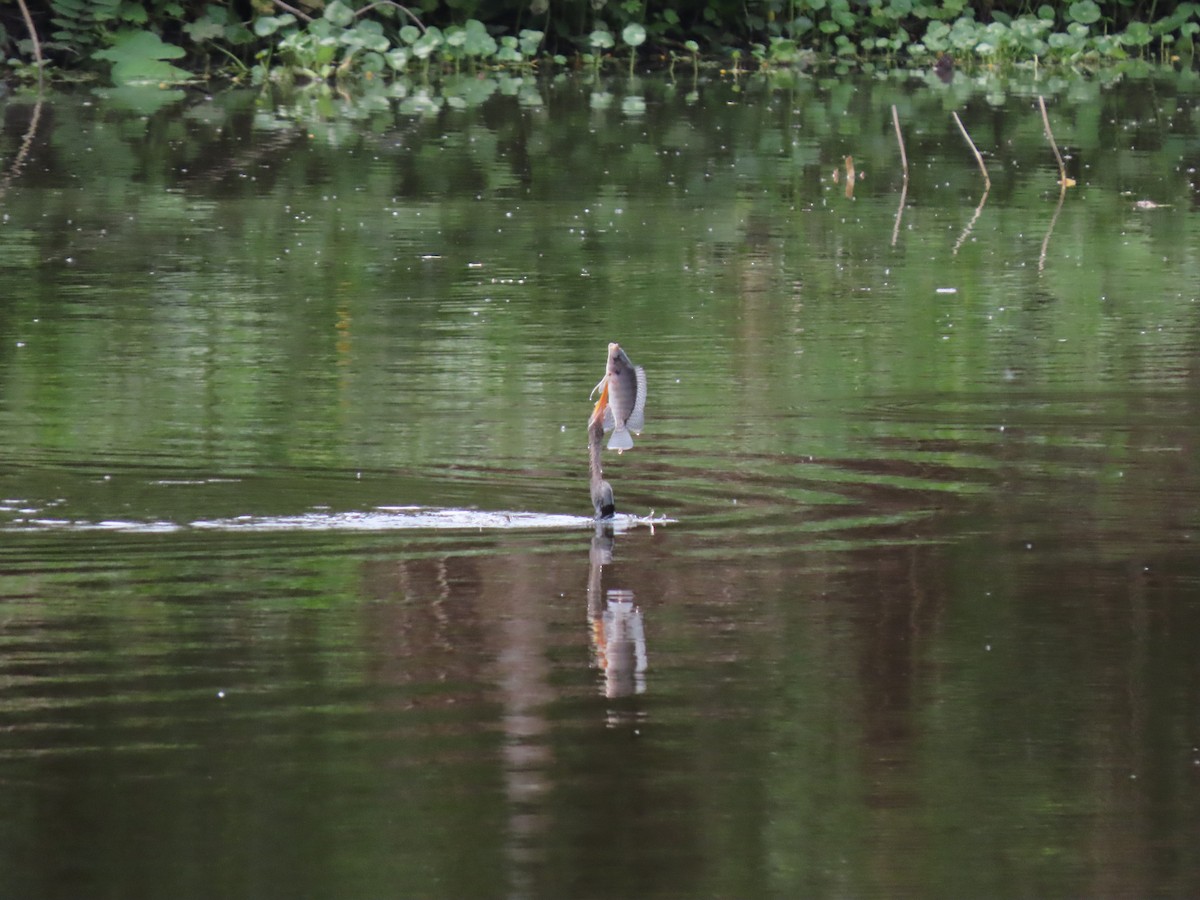 Американская змеешейка - ML646334735