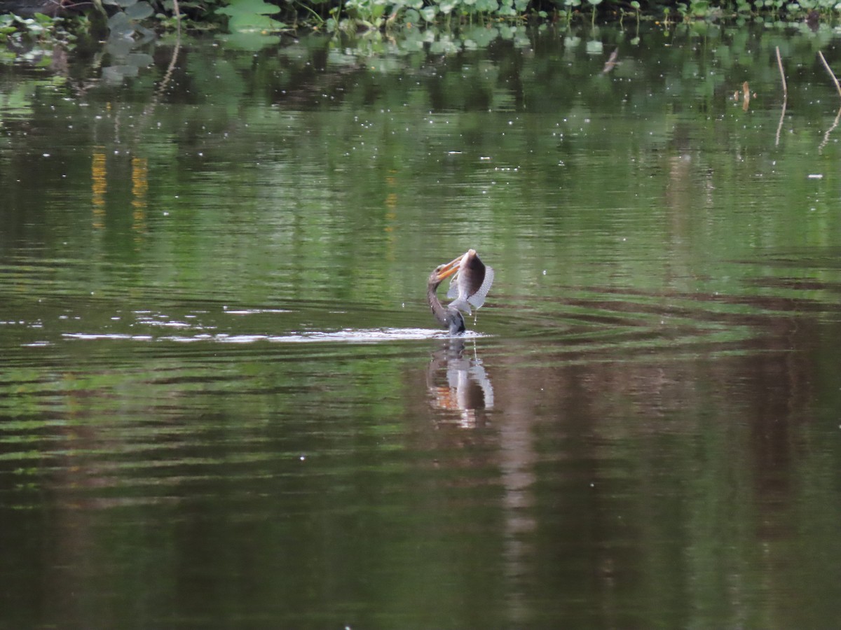 Американская змеешейка - ML646334736