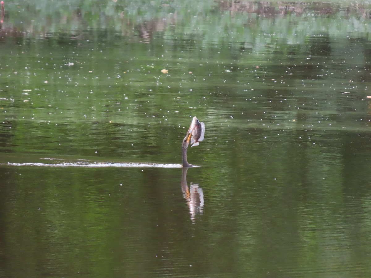 Американская змеешейка - ML646334737