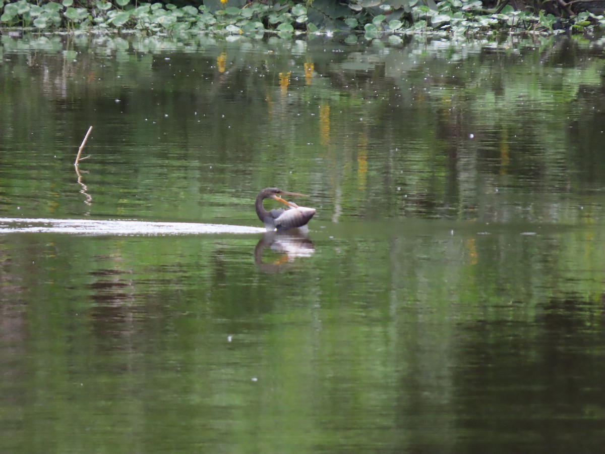 Американская змеешейка - ML646334738