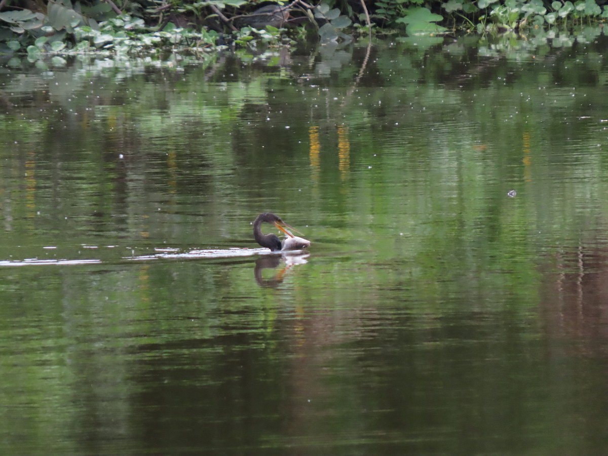 Американская змеешейка - ML646334739