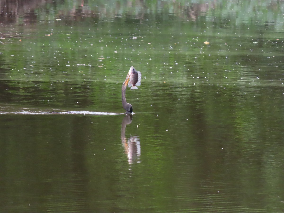 Американская змеешейка - ML646334740