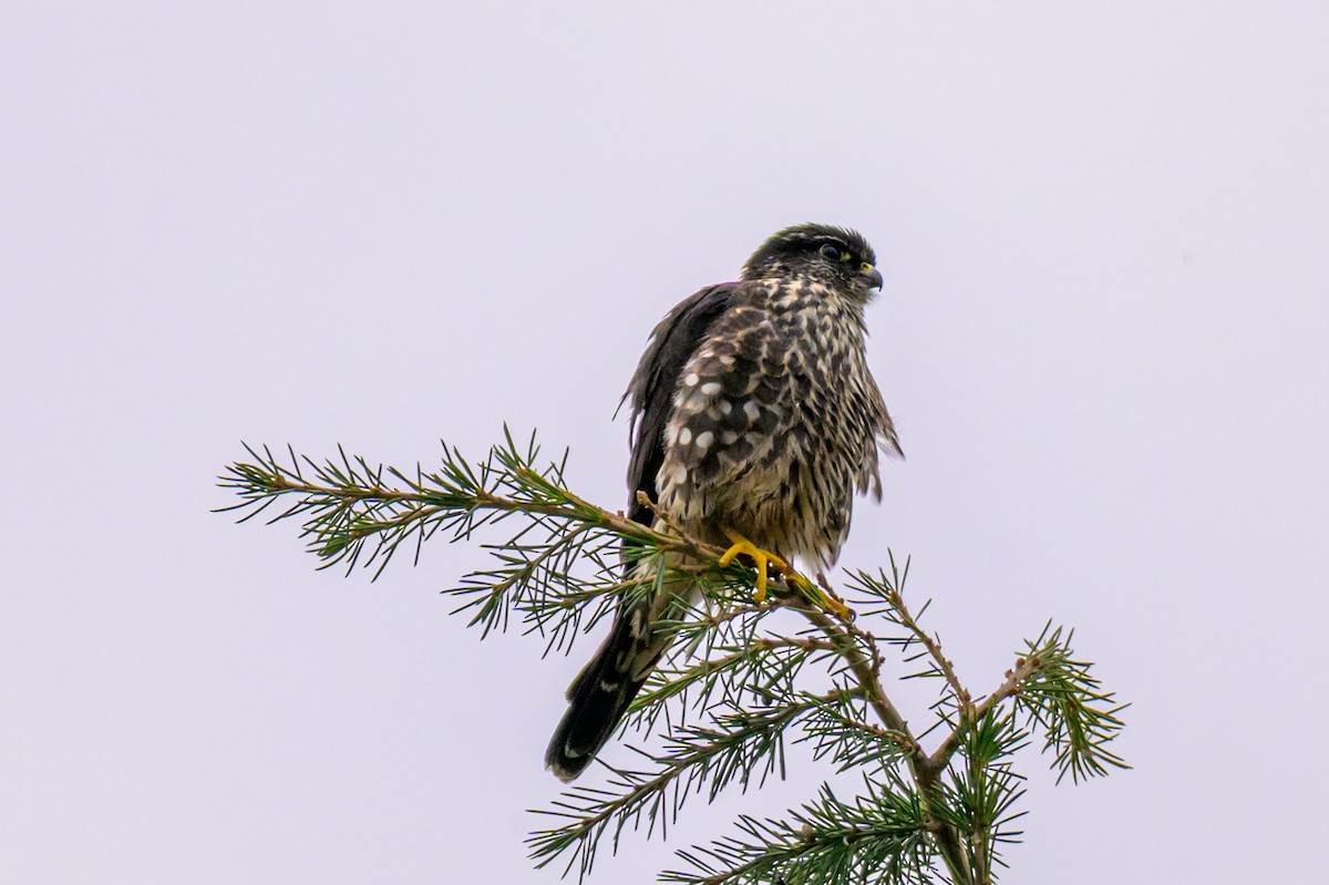 Дербник - ML646334741