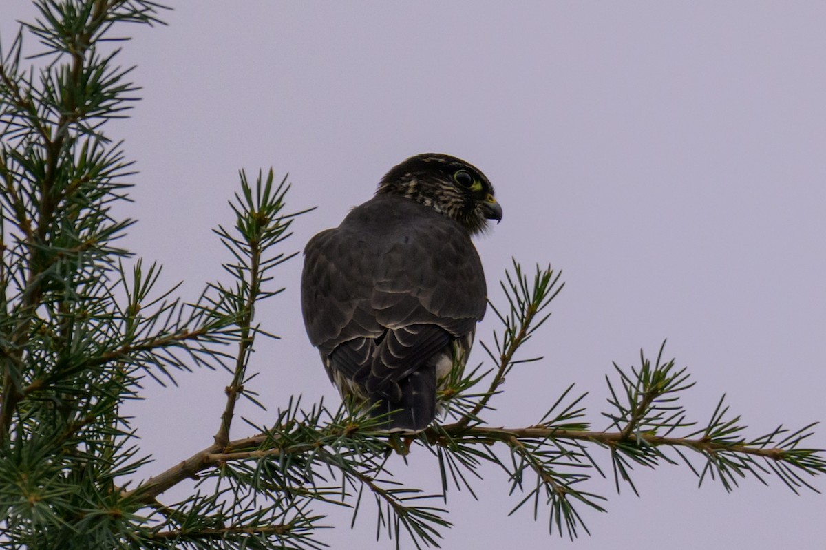 Дербник - ML646334742