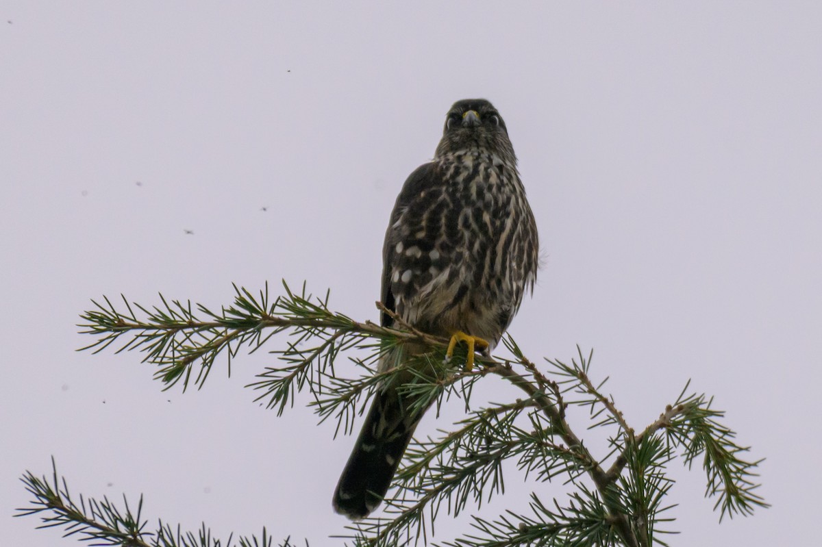 Дербник - ML646334743