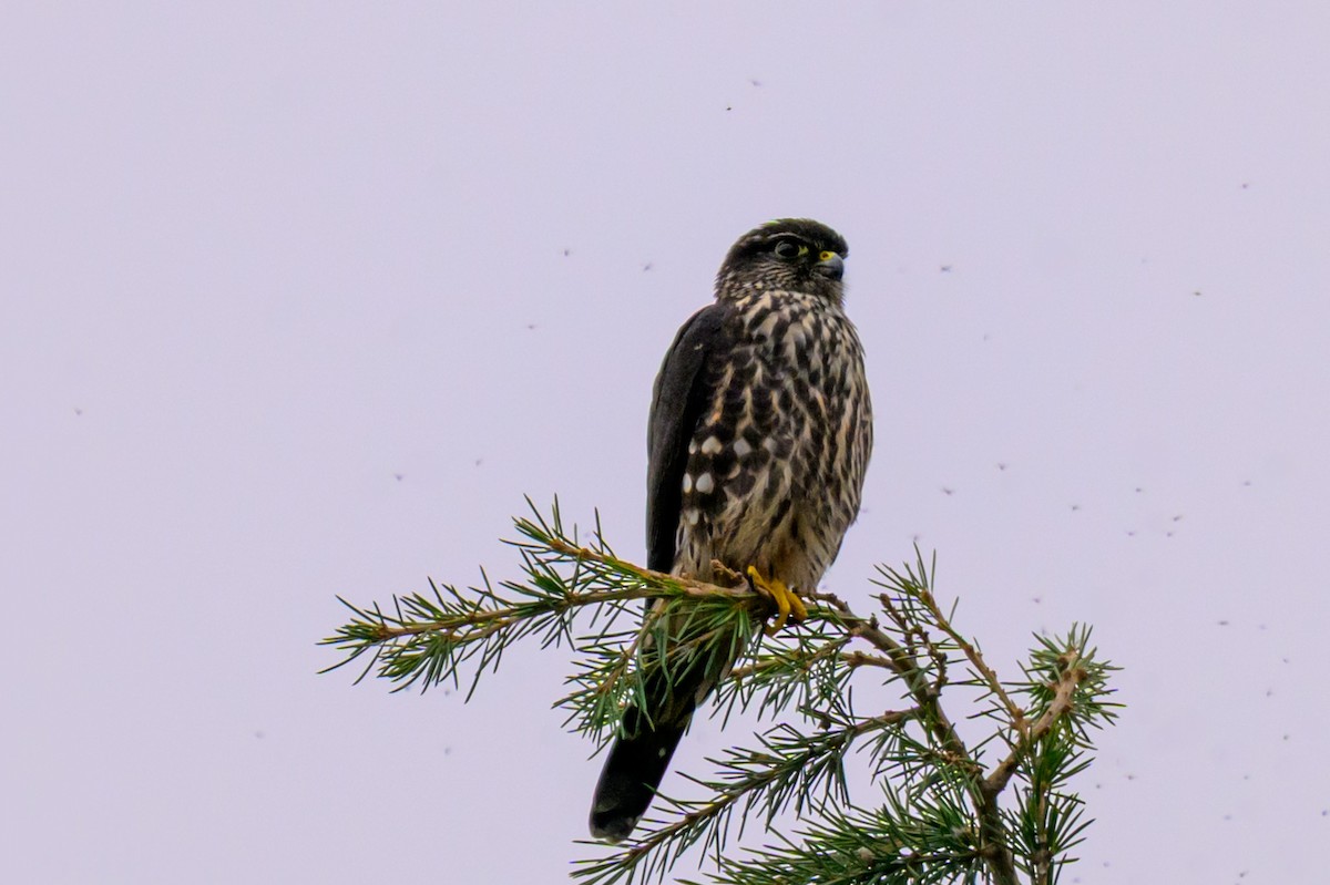 Дербник - ML646334744