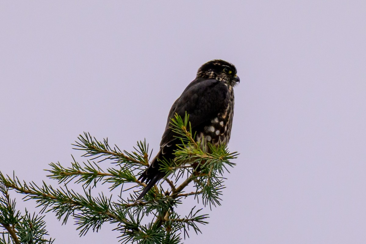 Дербник - ML646334745