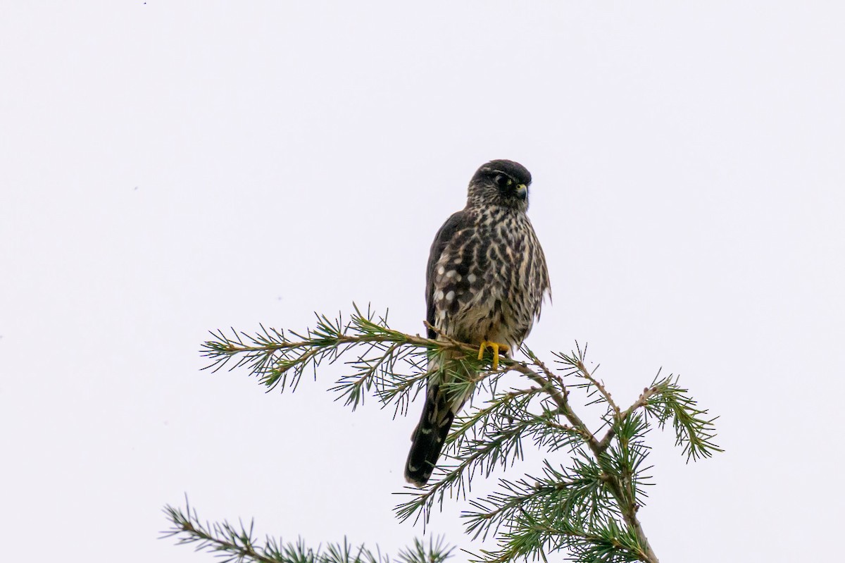 Дербник - ML646334746