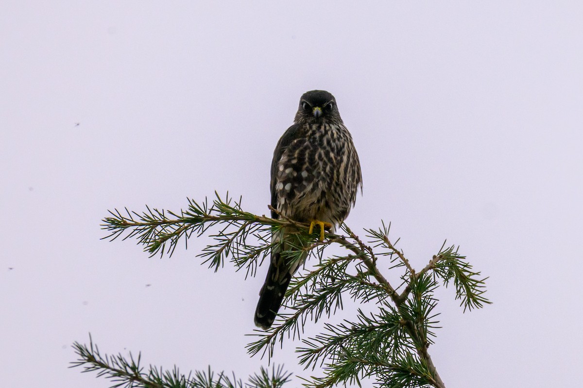 Дербник - ML646334747