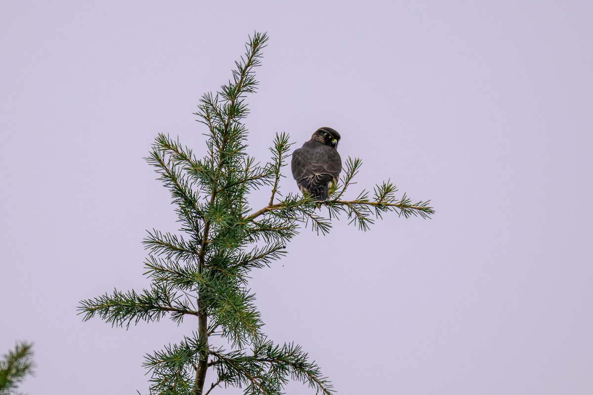 Дербник - ML646334748