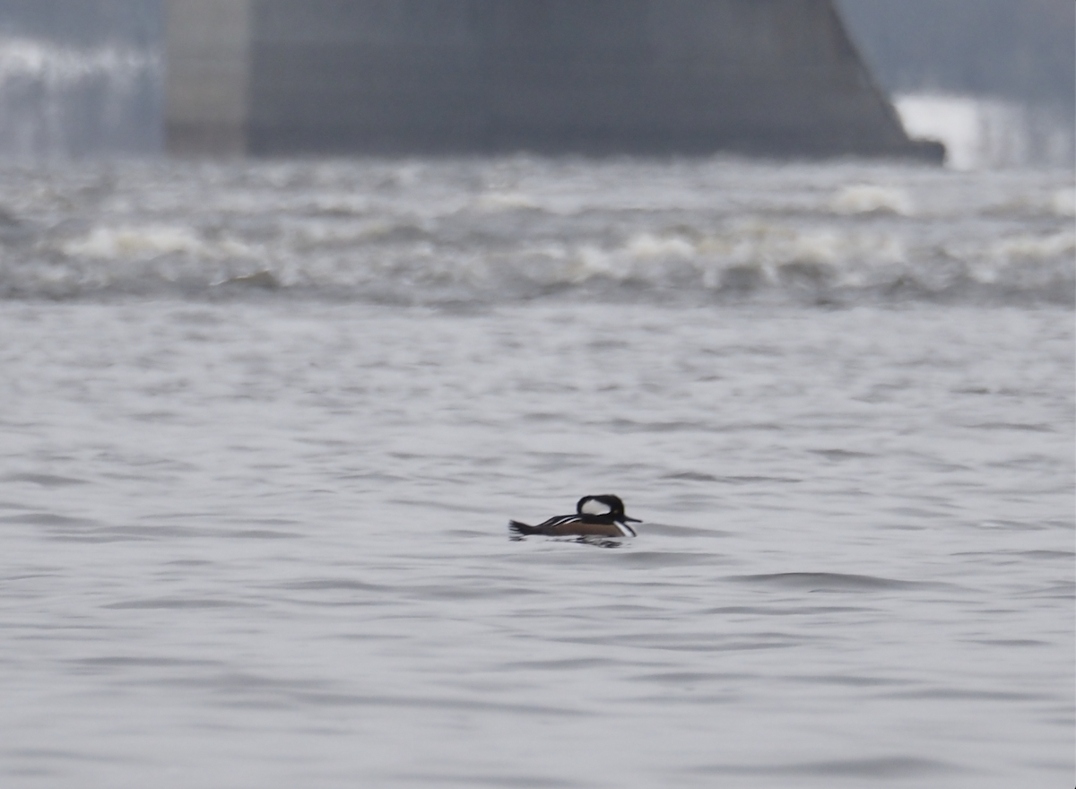 Капюшоновый крохаль - ML646334749