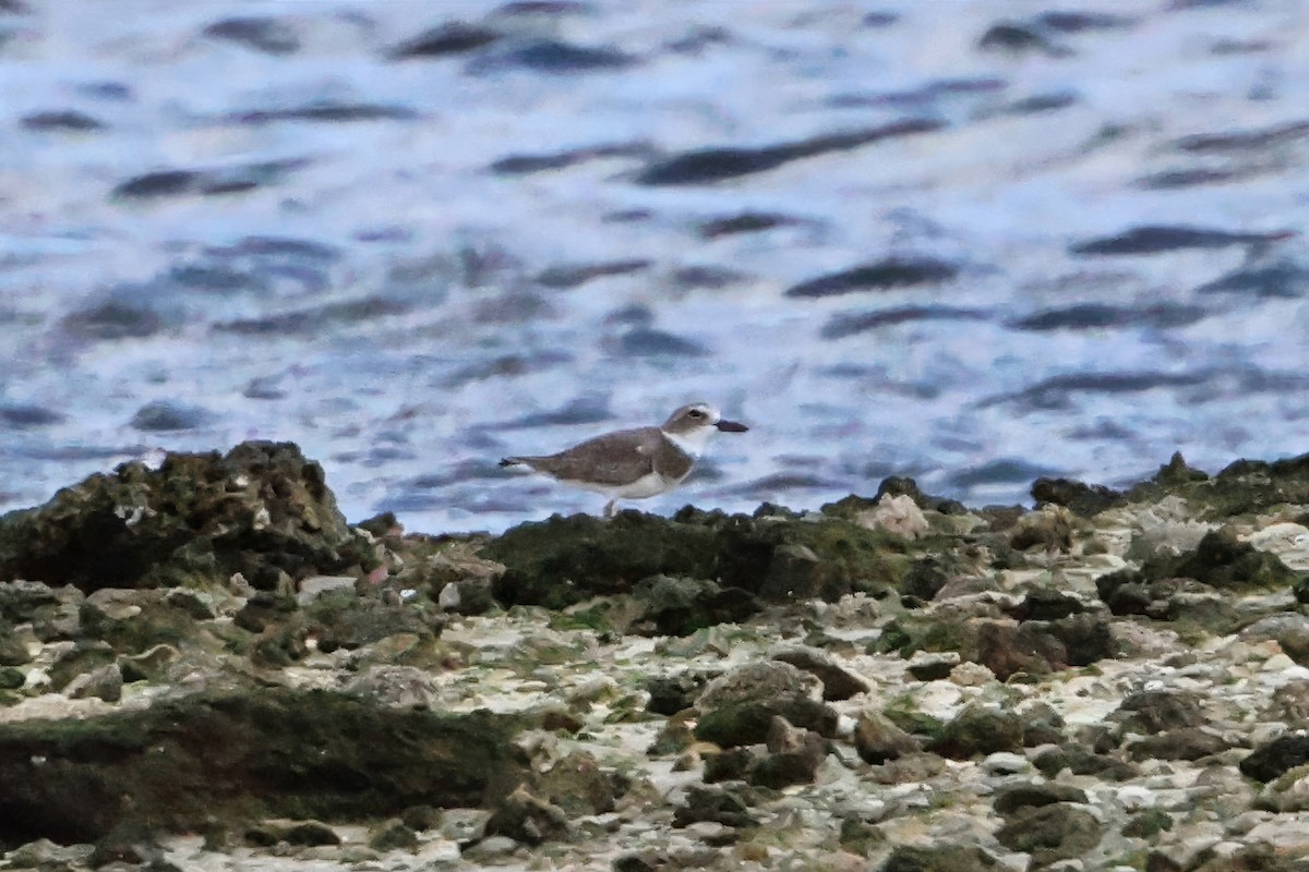 Вильсонов зуёк - ML646334750