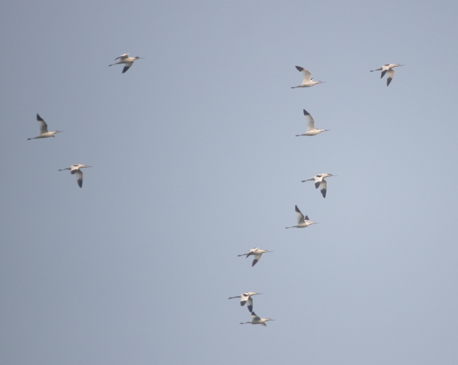 Шилоклювка - ML646334751