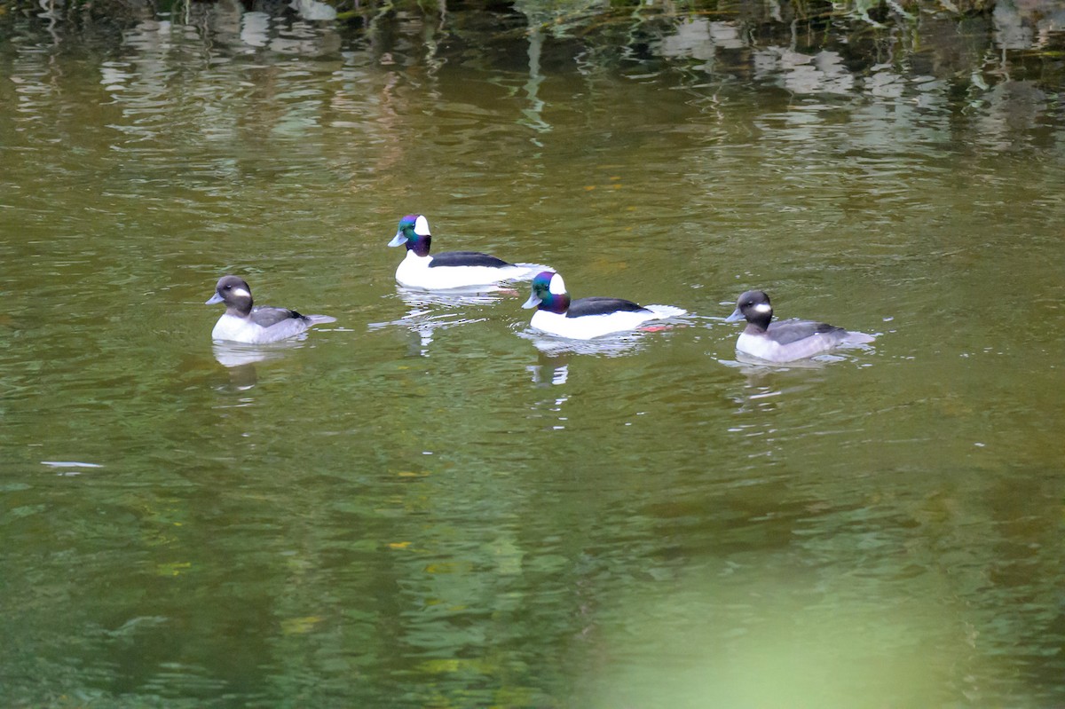 Гоголь-головастик - ML646334753