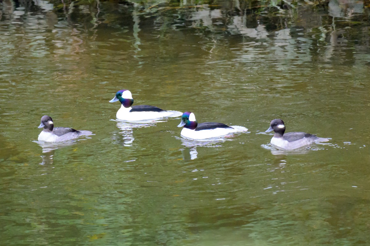 Гоголь-головастик - ML646334754