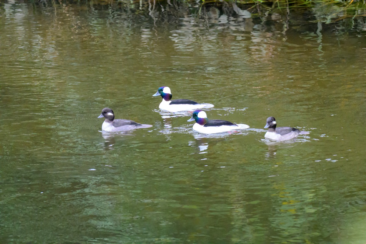 Гоголь-головастик - ML646334755