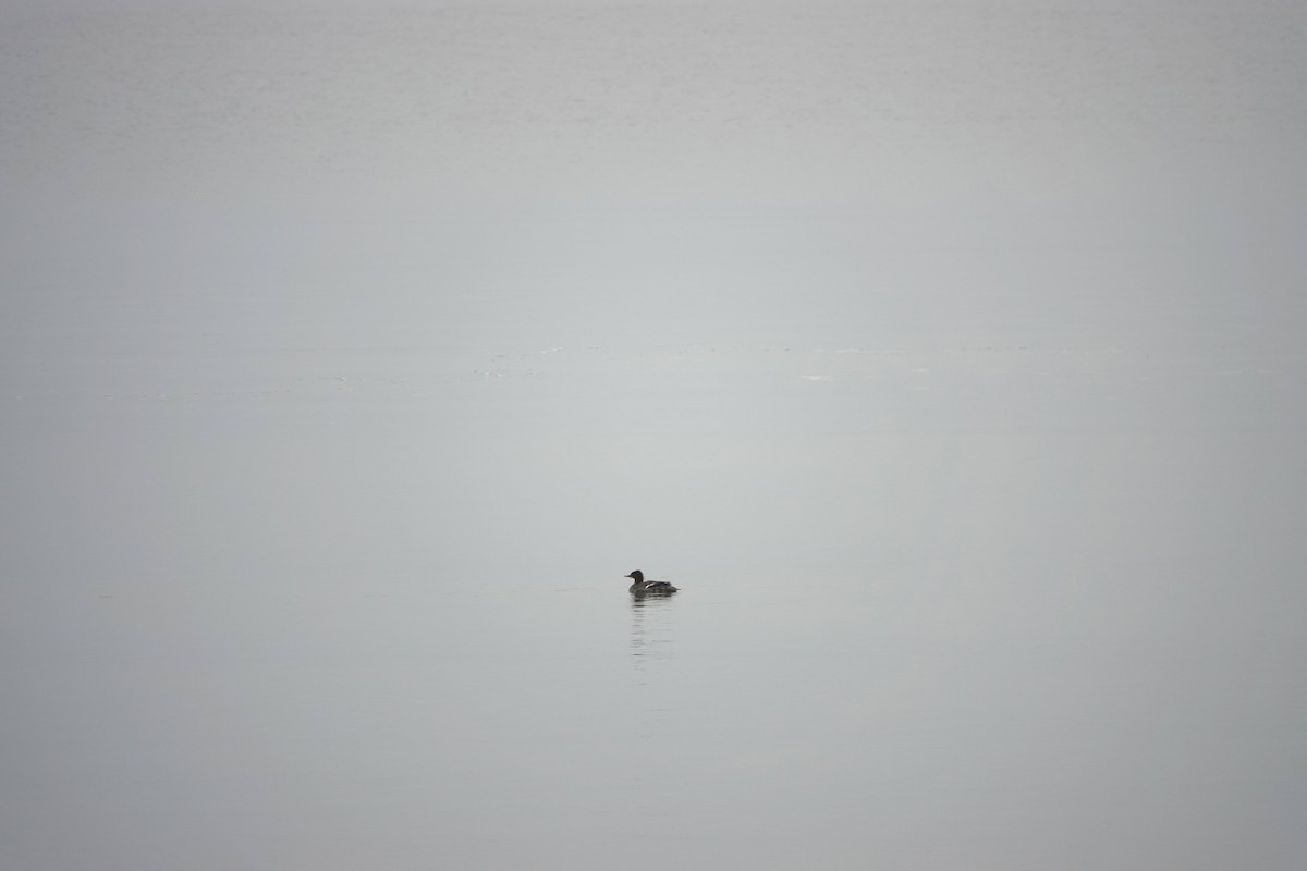 Большой крохаль - ML646334756