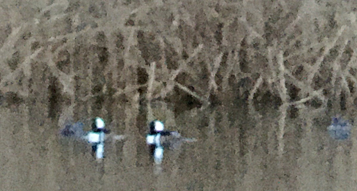 Hooded Merganser - ML646334759