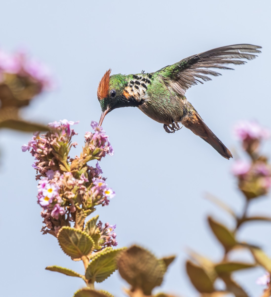Frilled Coquette - ML646334762