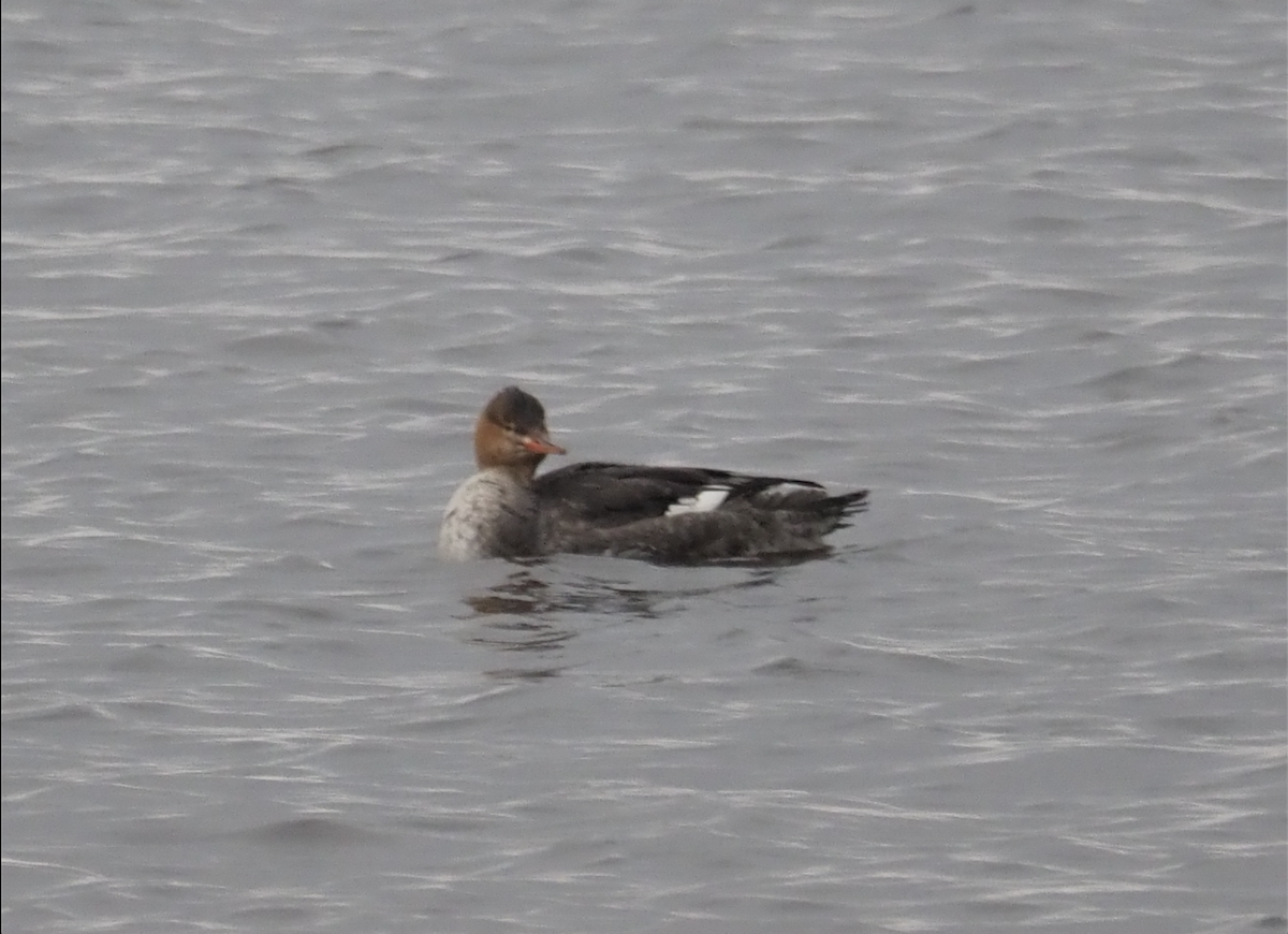 Крех середній - ML646334763