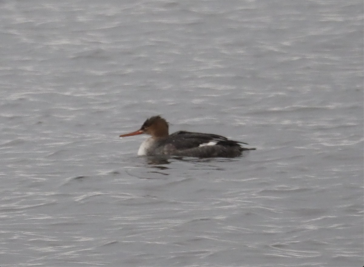 Крех середній - ML646334764