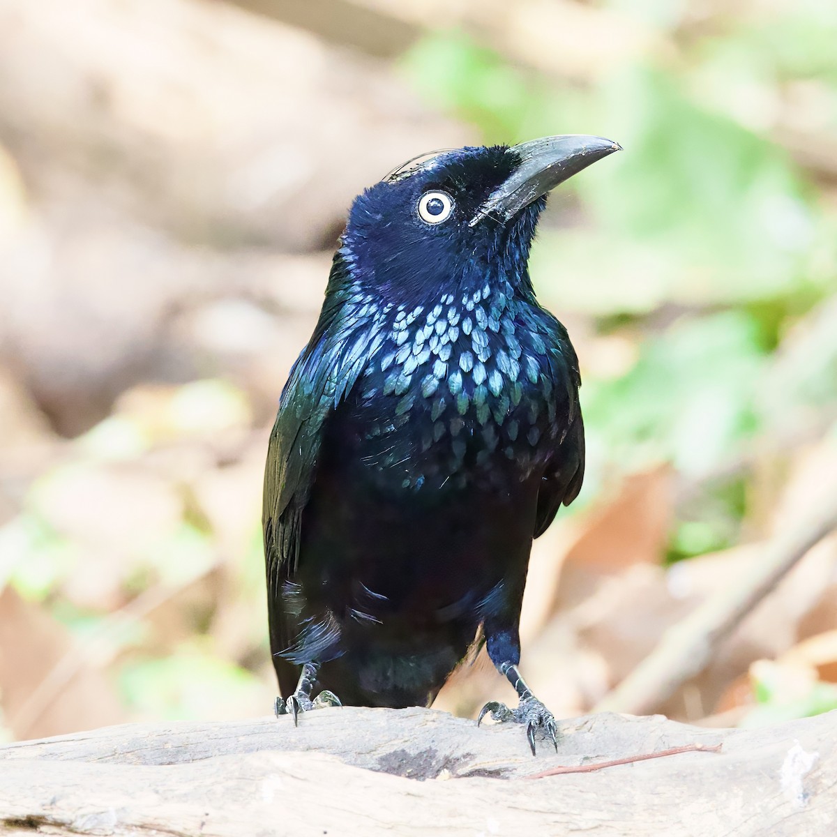 Hair-crested Drongo (Javan) - ML646334768