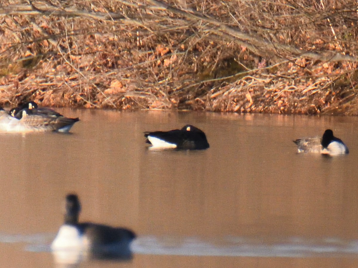 goose sp. - ML646334769