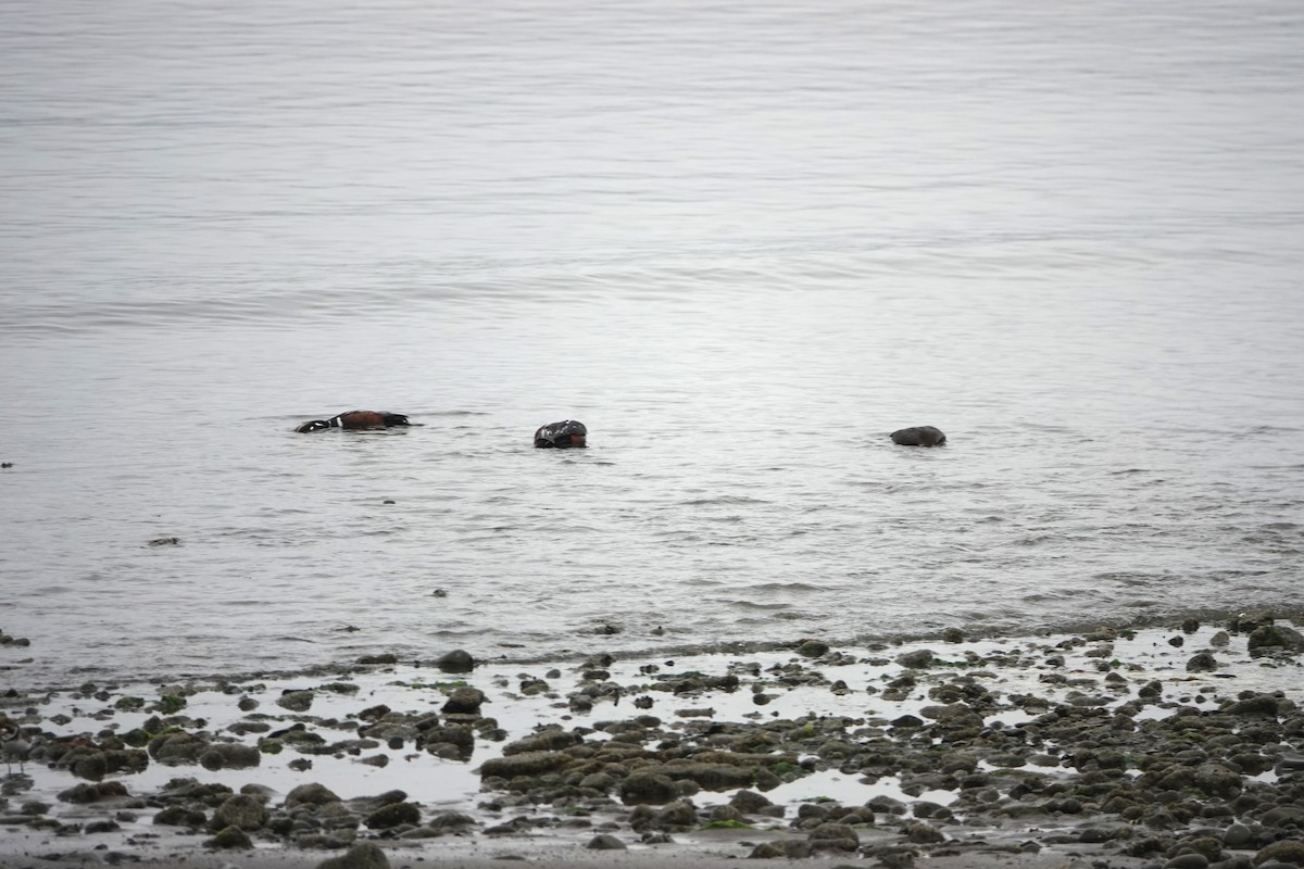 Palyaço Ördeği - ML646334771