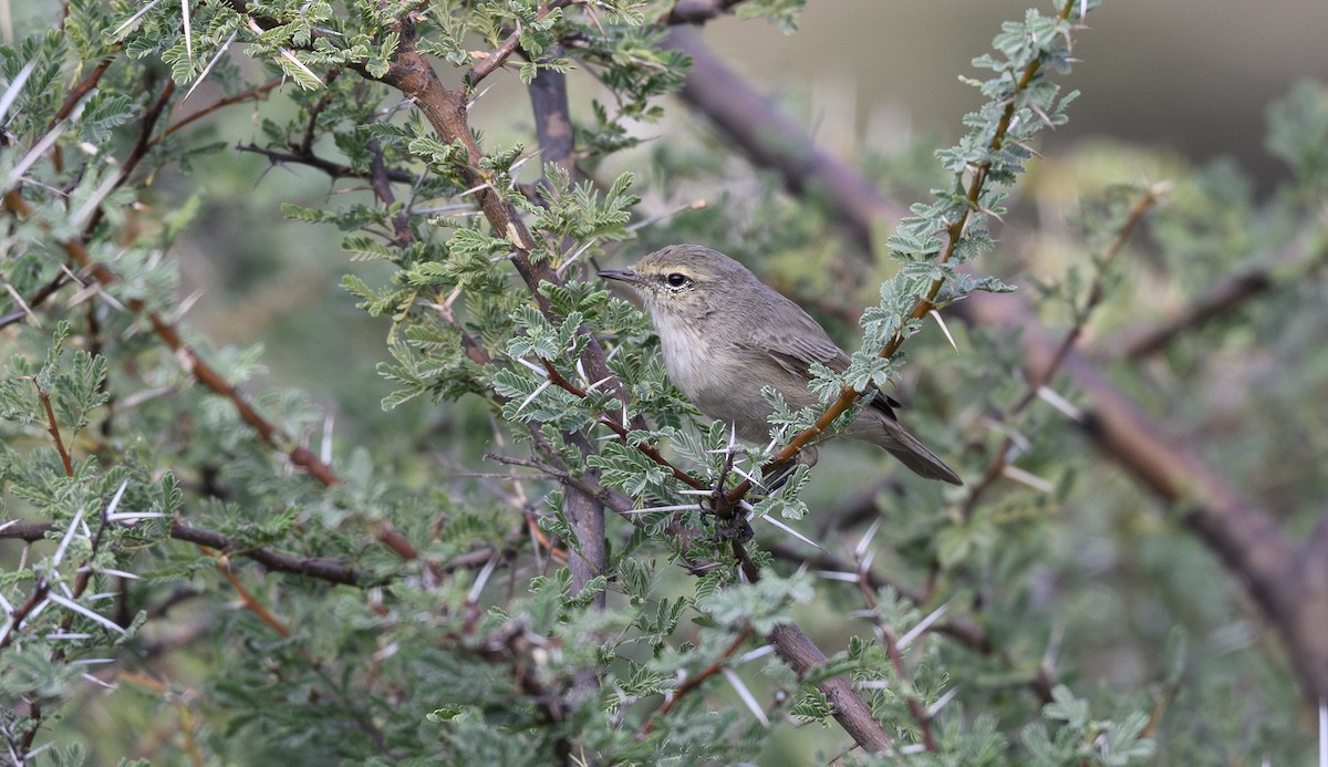 Plain Leaf Warbler - ML646334774