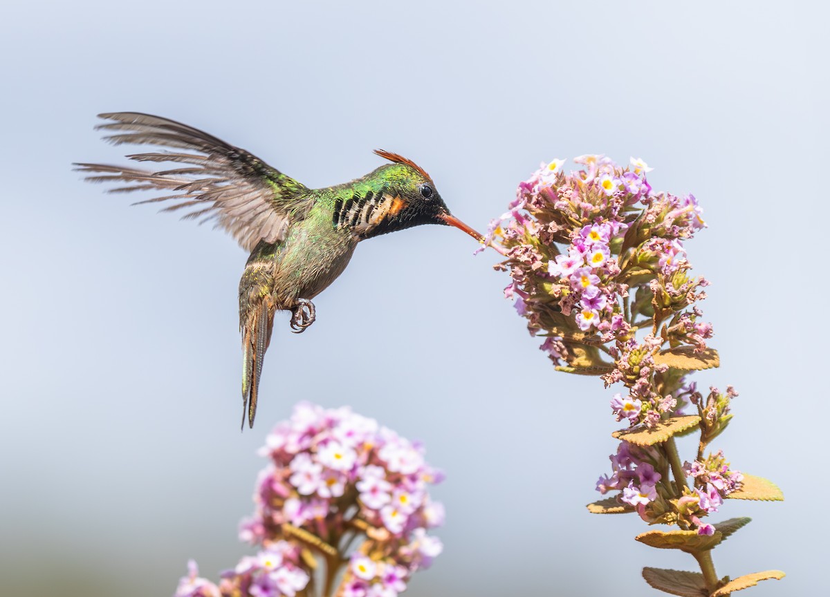 Frilled Coquette - ML646334783
