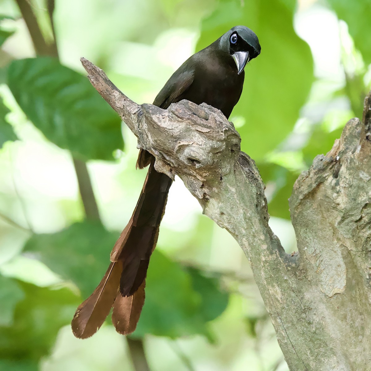 Racket-tailed Treepie - ML646334784