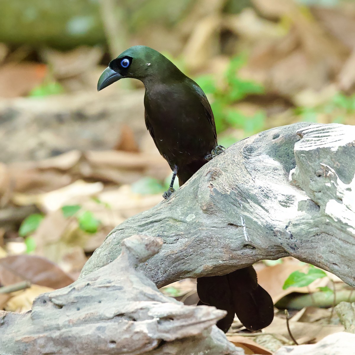 Racket-tailed Treepie - ML646334786