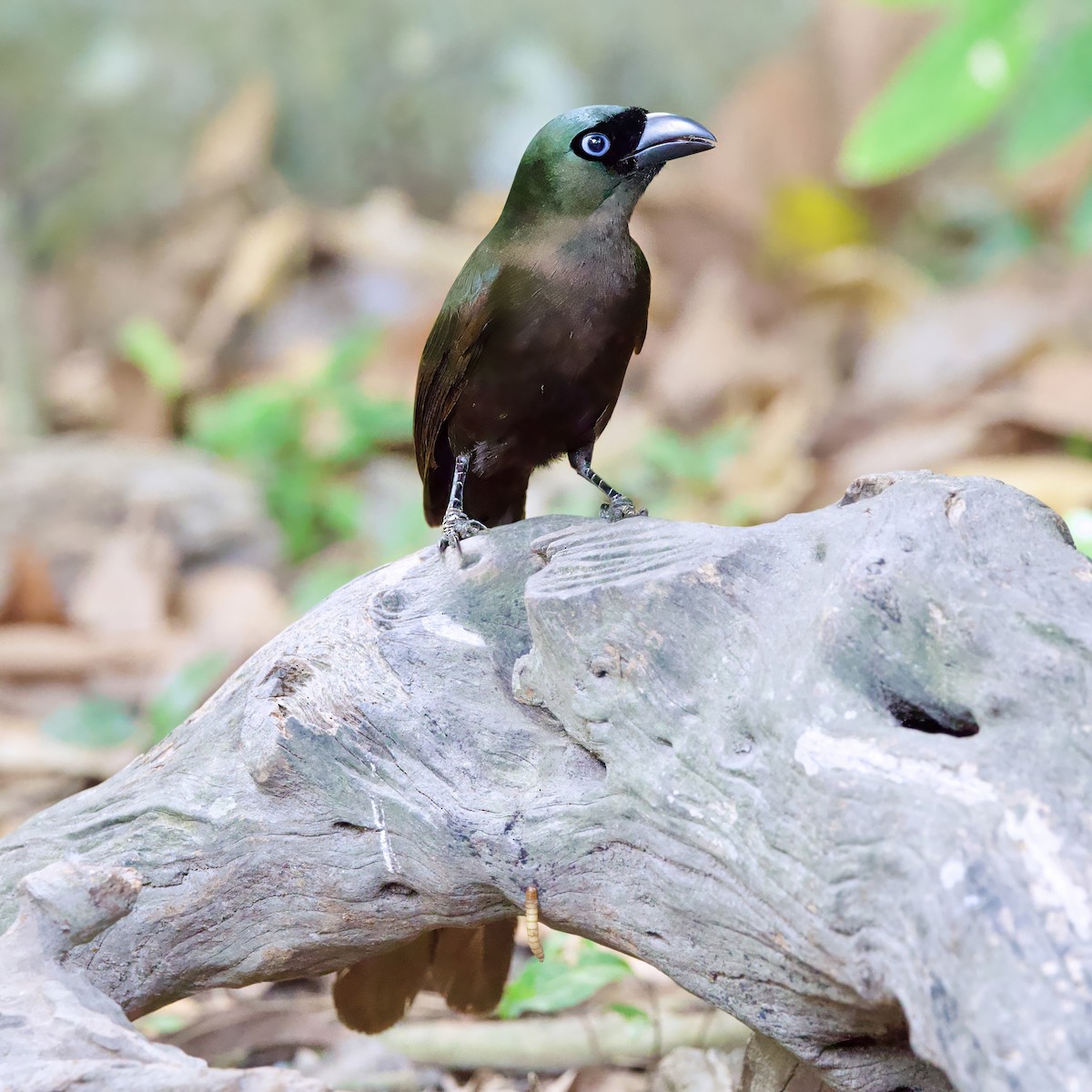 Racket-tailed Treepie - ML646334787