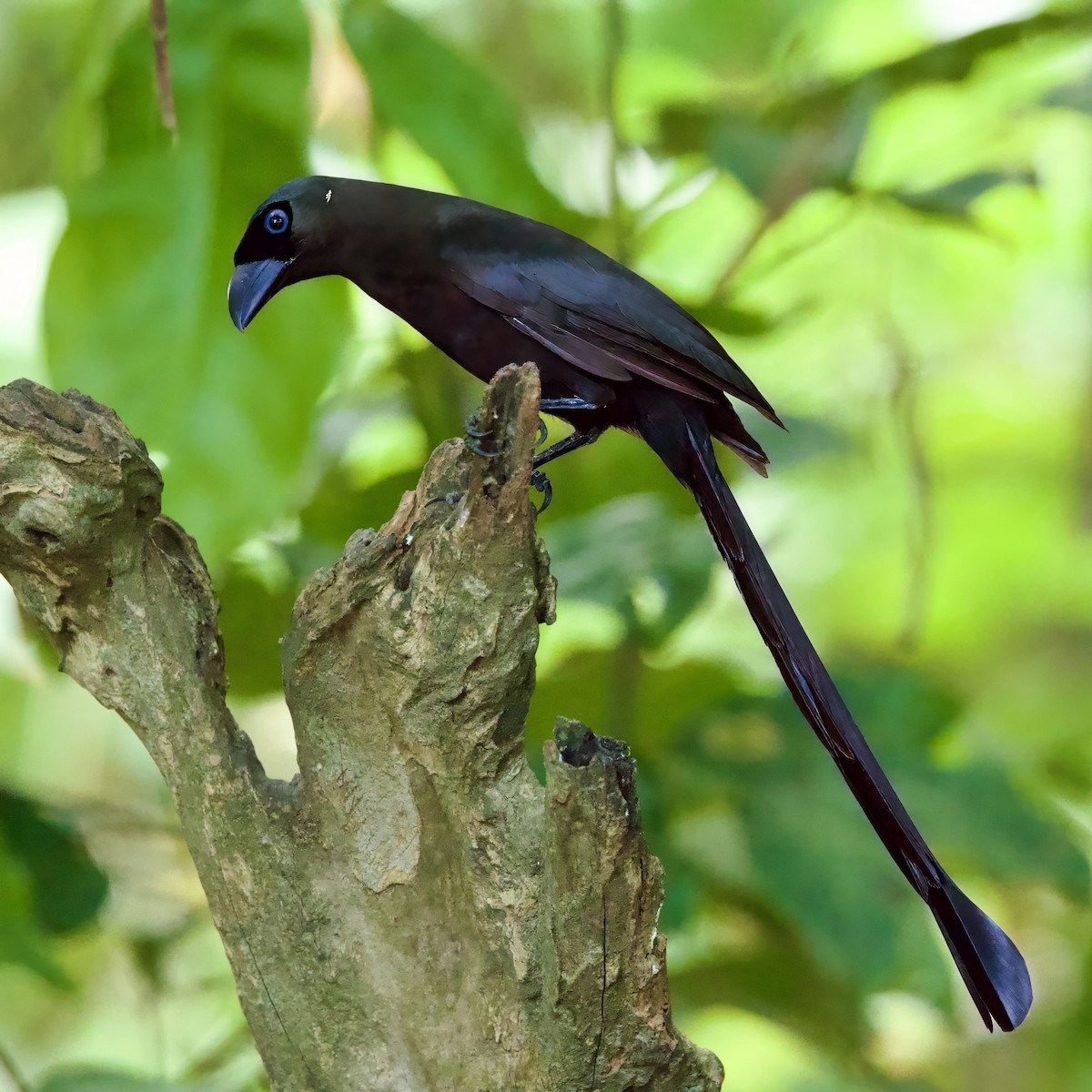 Racket-tailed Treepie - ML646334788