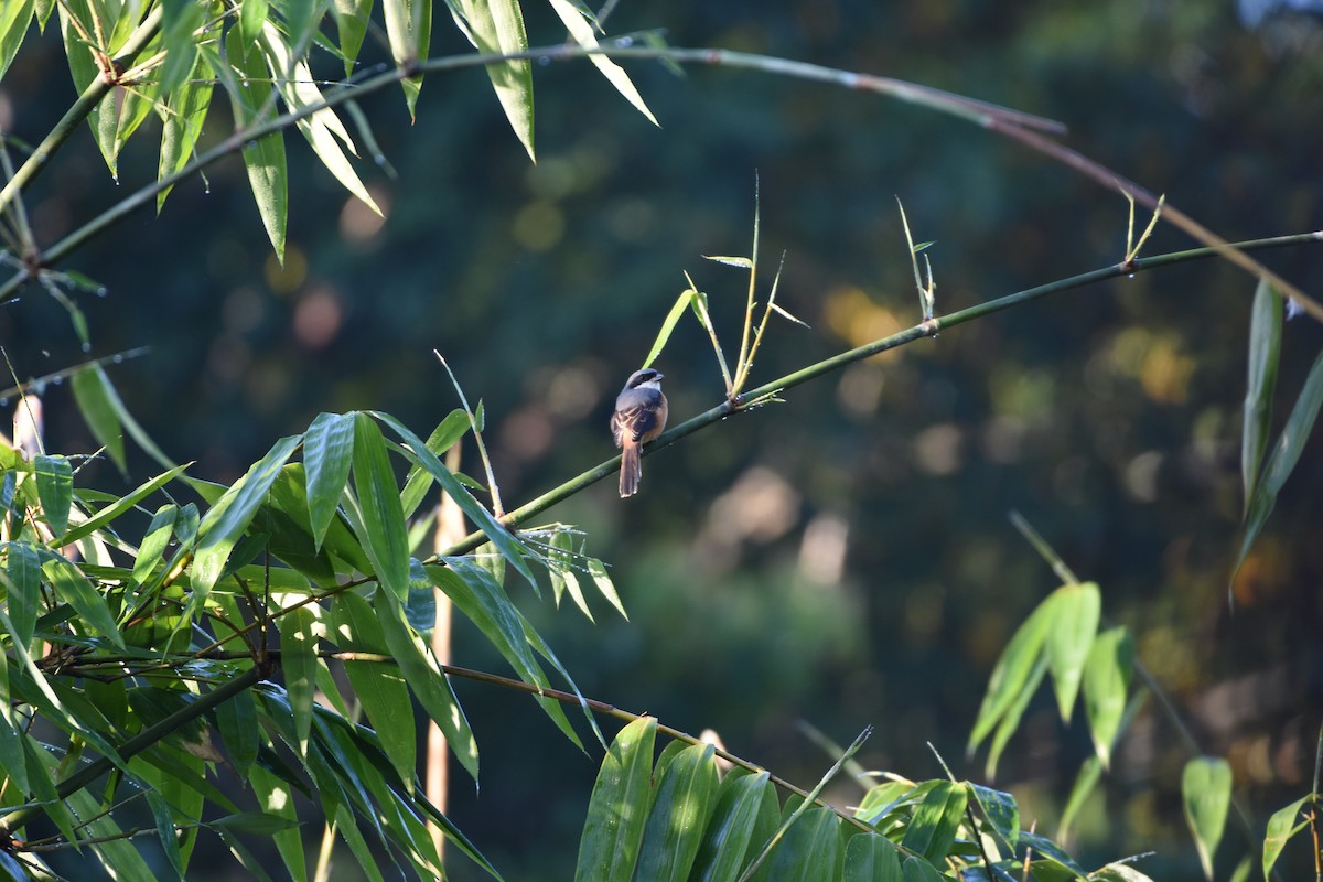 Gray-backed Shrike - ML646334789