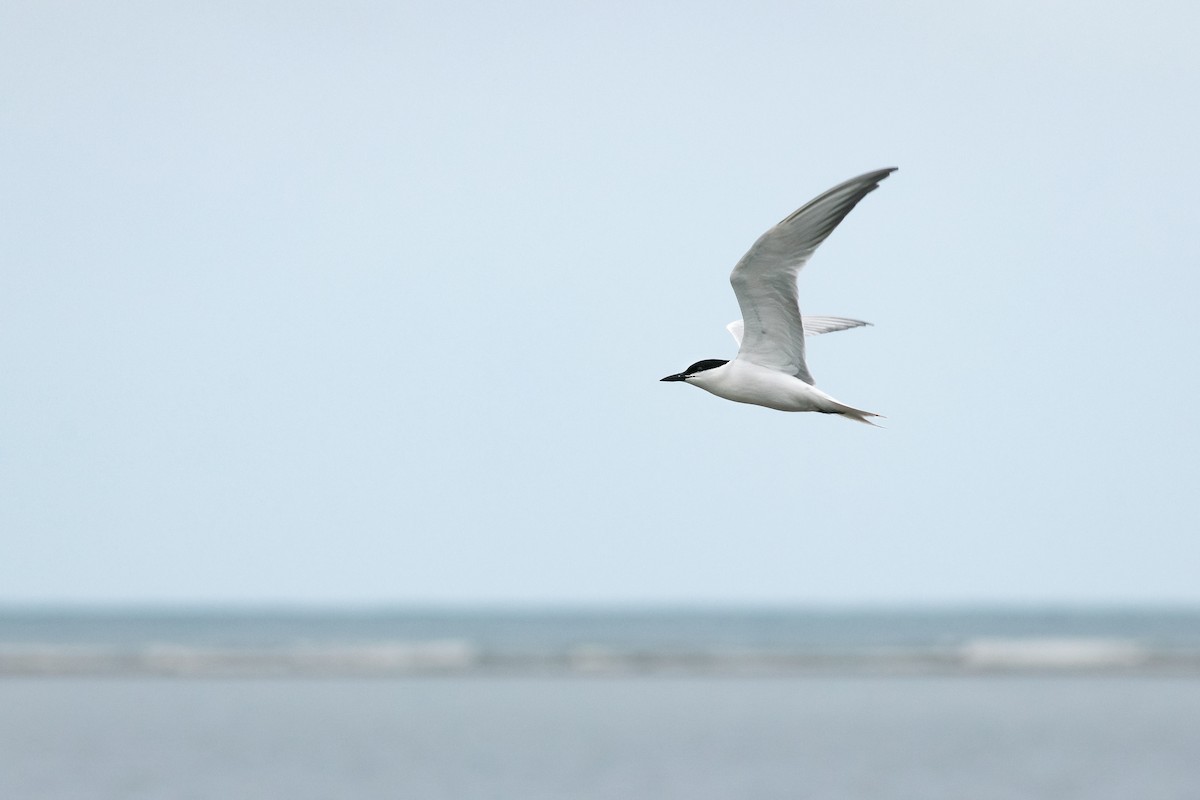 Gull-billed Tern - ML646334791