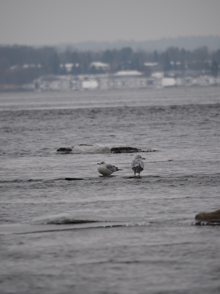 Ring-billed Gull - ML646334793