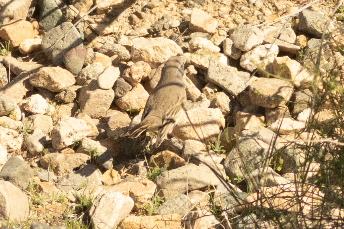 Bell's Sparrow - ML646334794