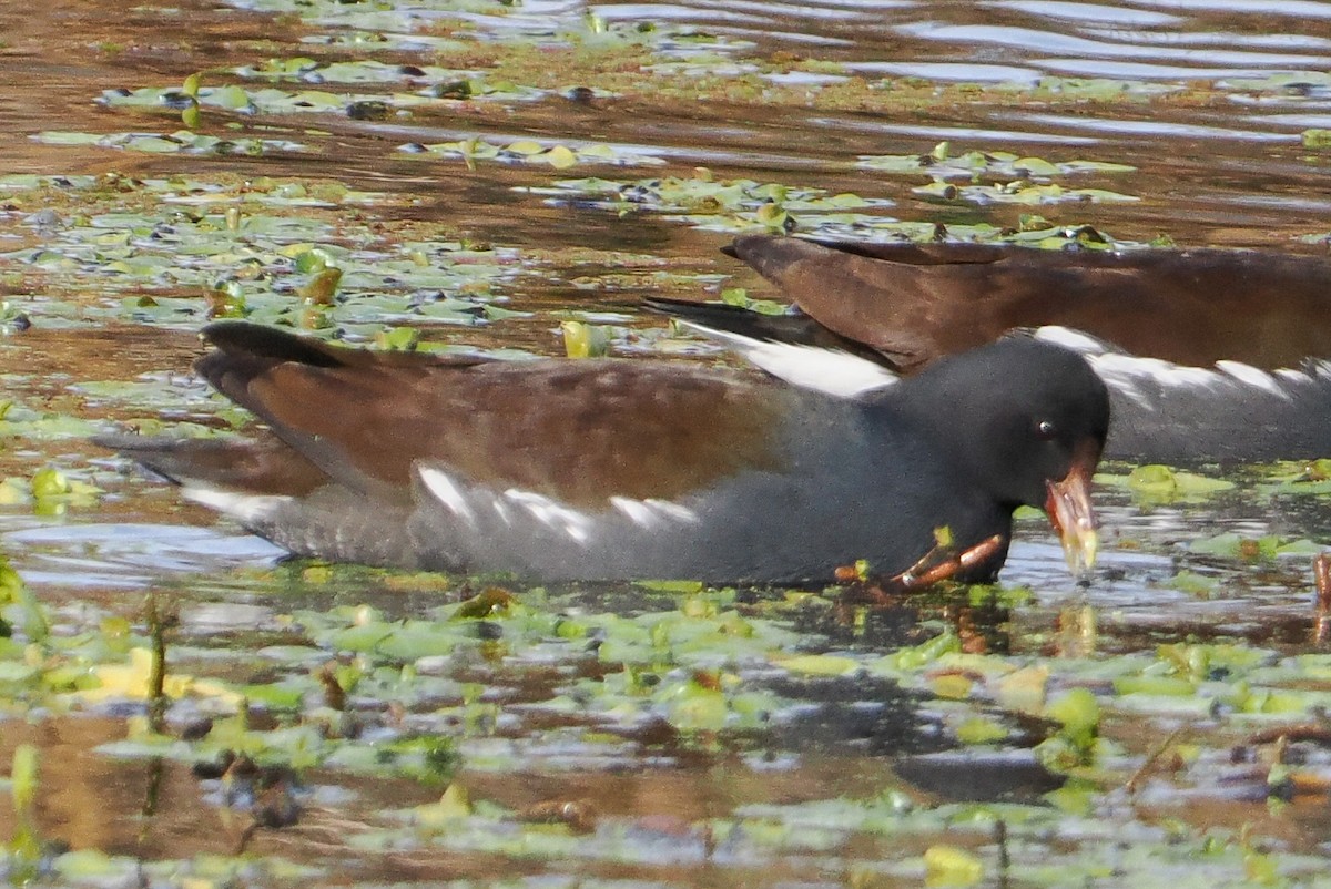 סופית אמריקנית - ML646334795
