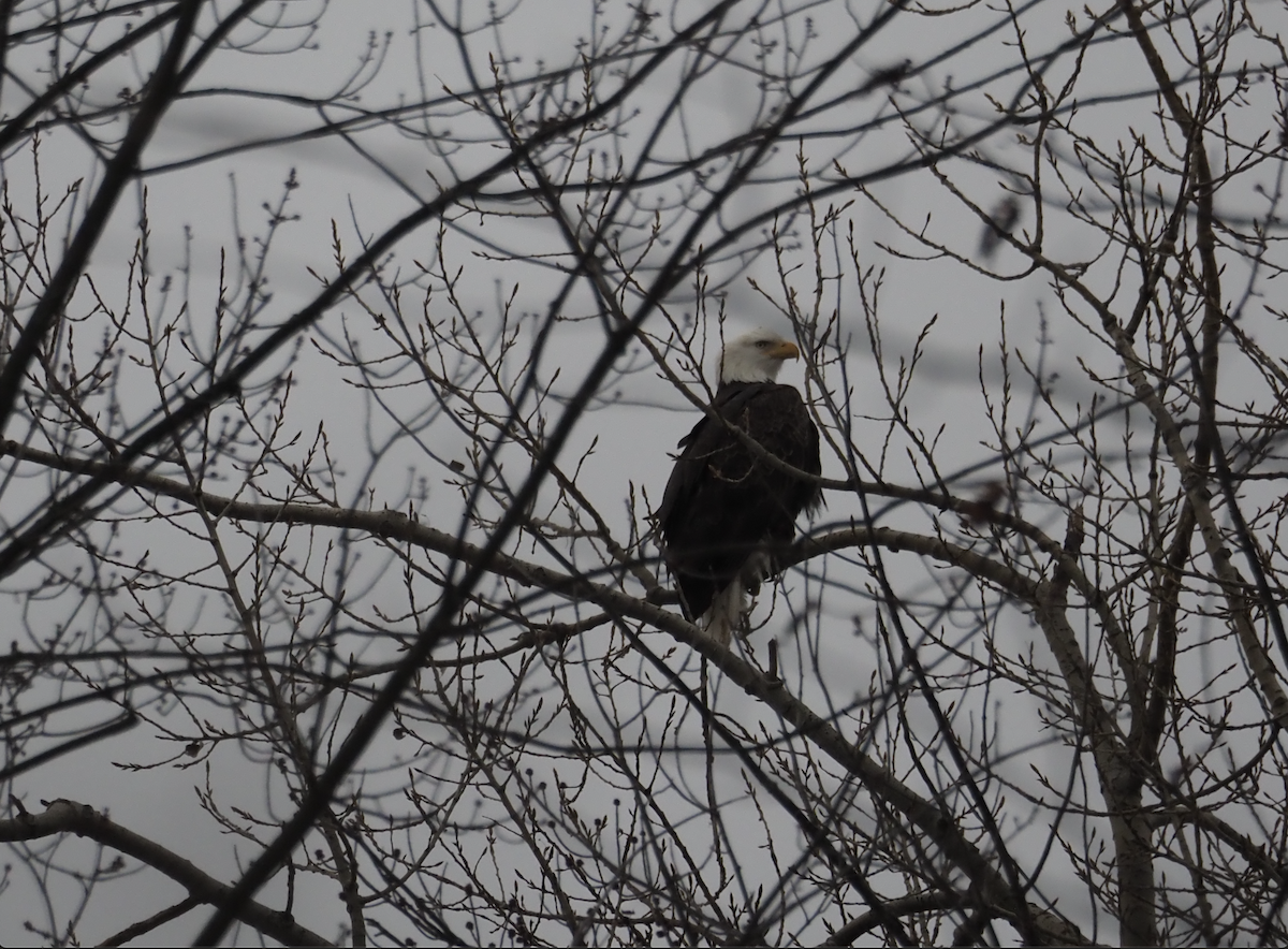 Bald Eagle - ML646334799