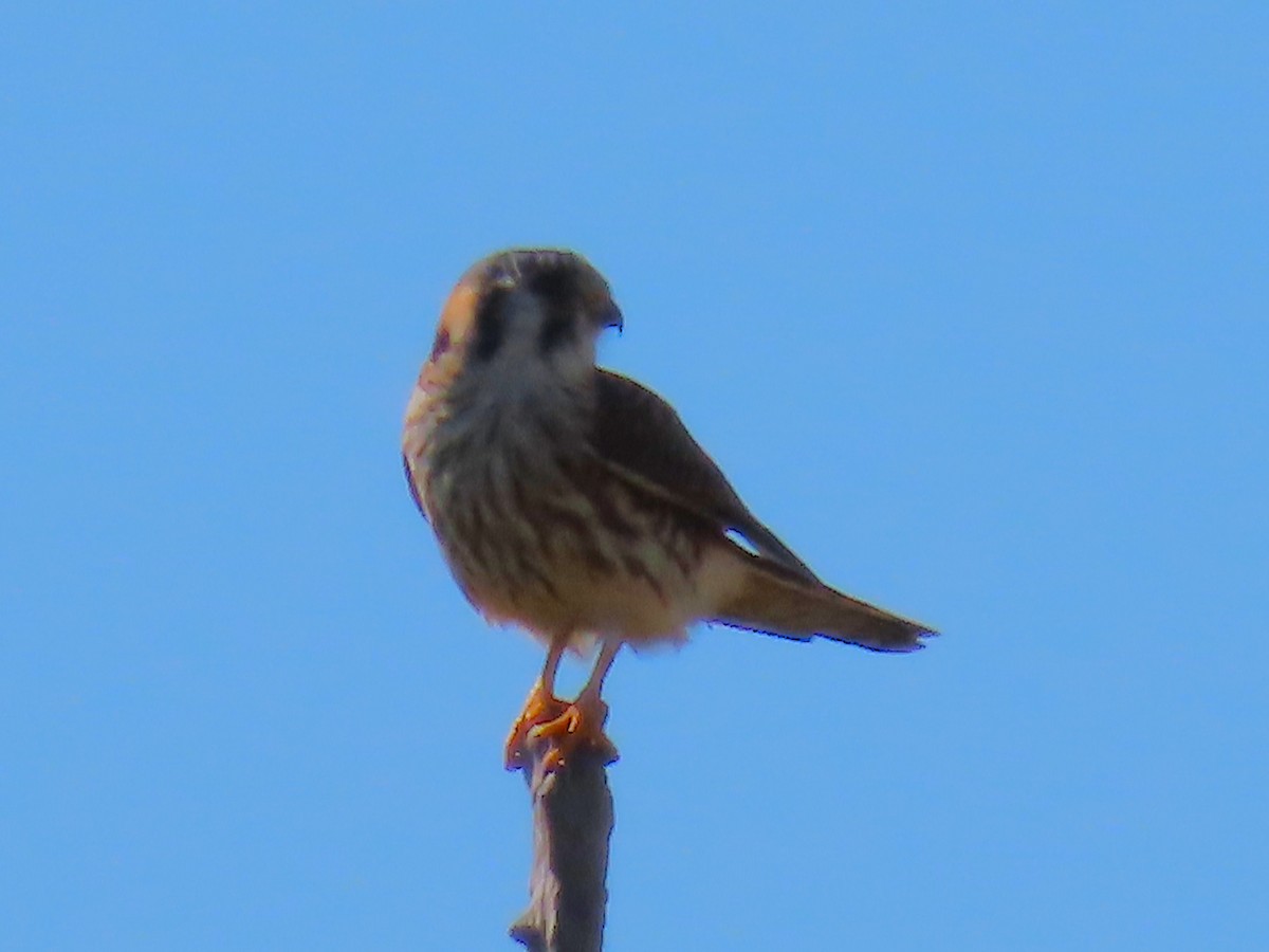 בז אמריקני - ML646334800