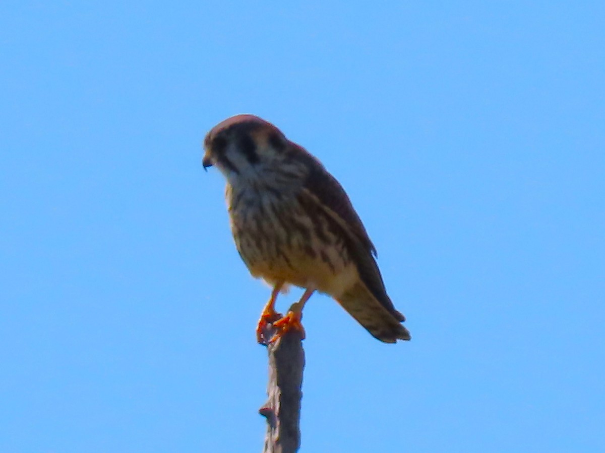 בז אמריקני - ML646334801
