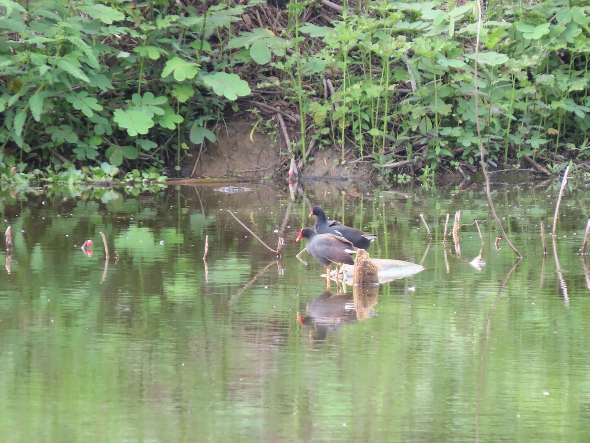 סופית אמריקנית - ML646334804