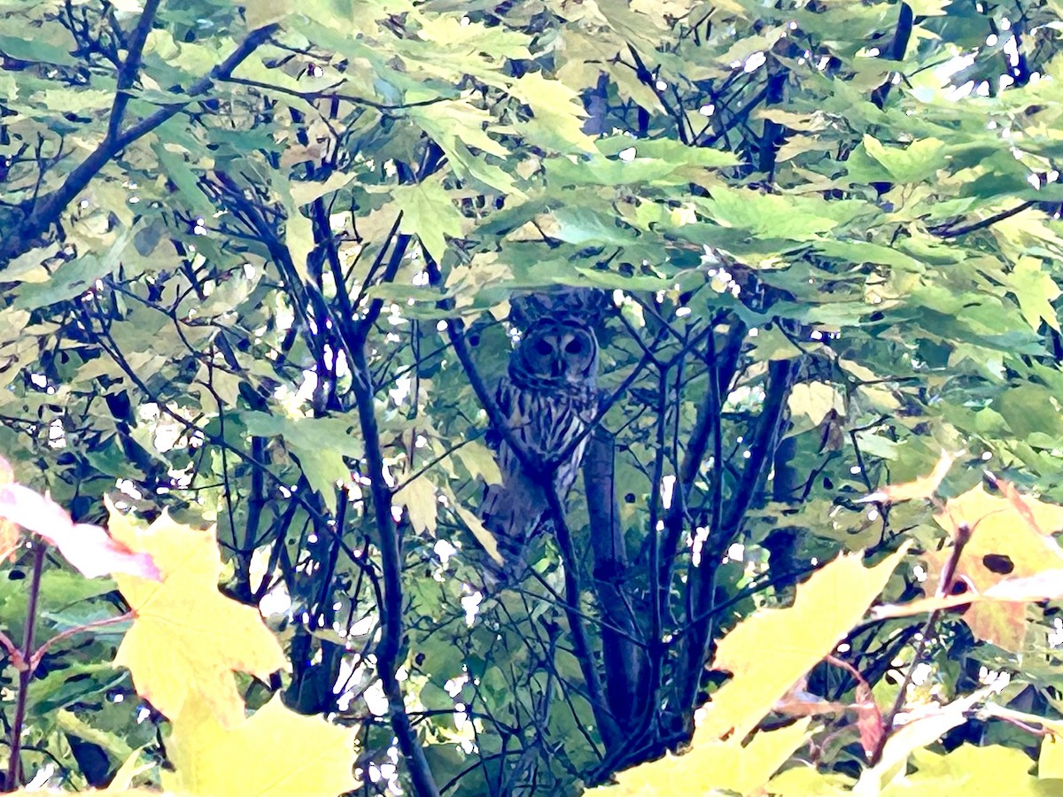 Barred Owl - ML646334808