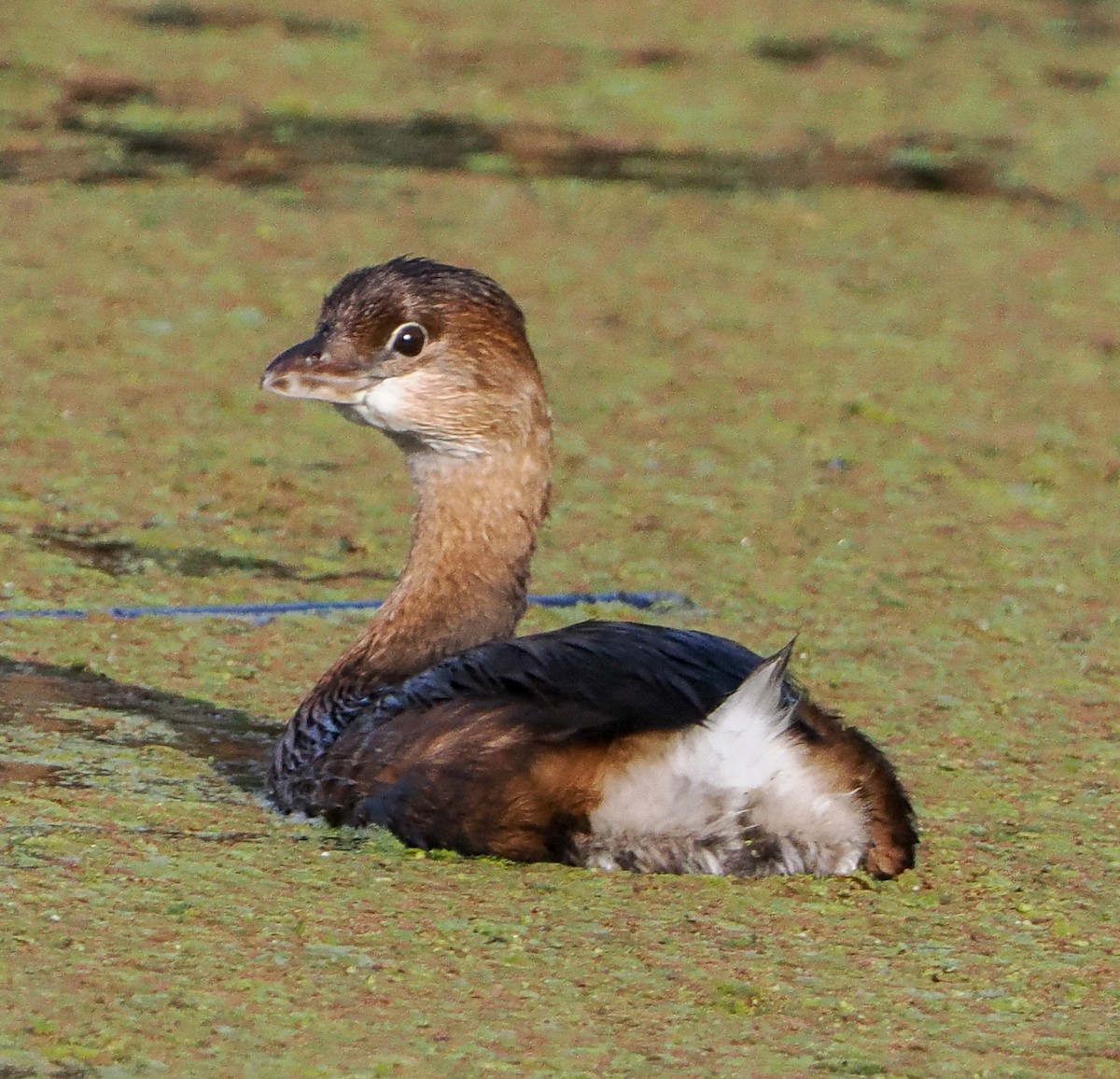 Pied-billed Grebe - ML646334809